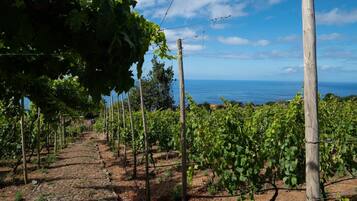 A vineyard with rows of grapevines and a view of the ocean in the background.
