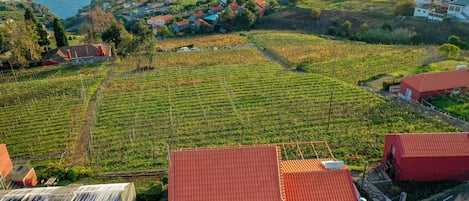Viñedo con hileras de vid, edificios de techo rojo y vistas al mar.