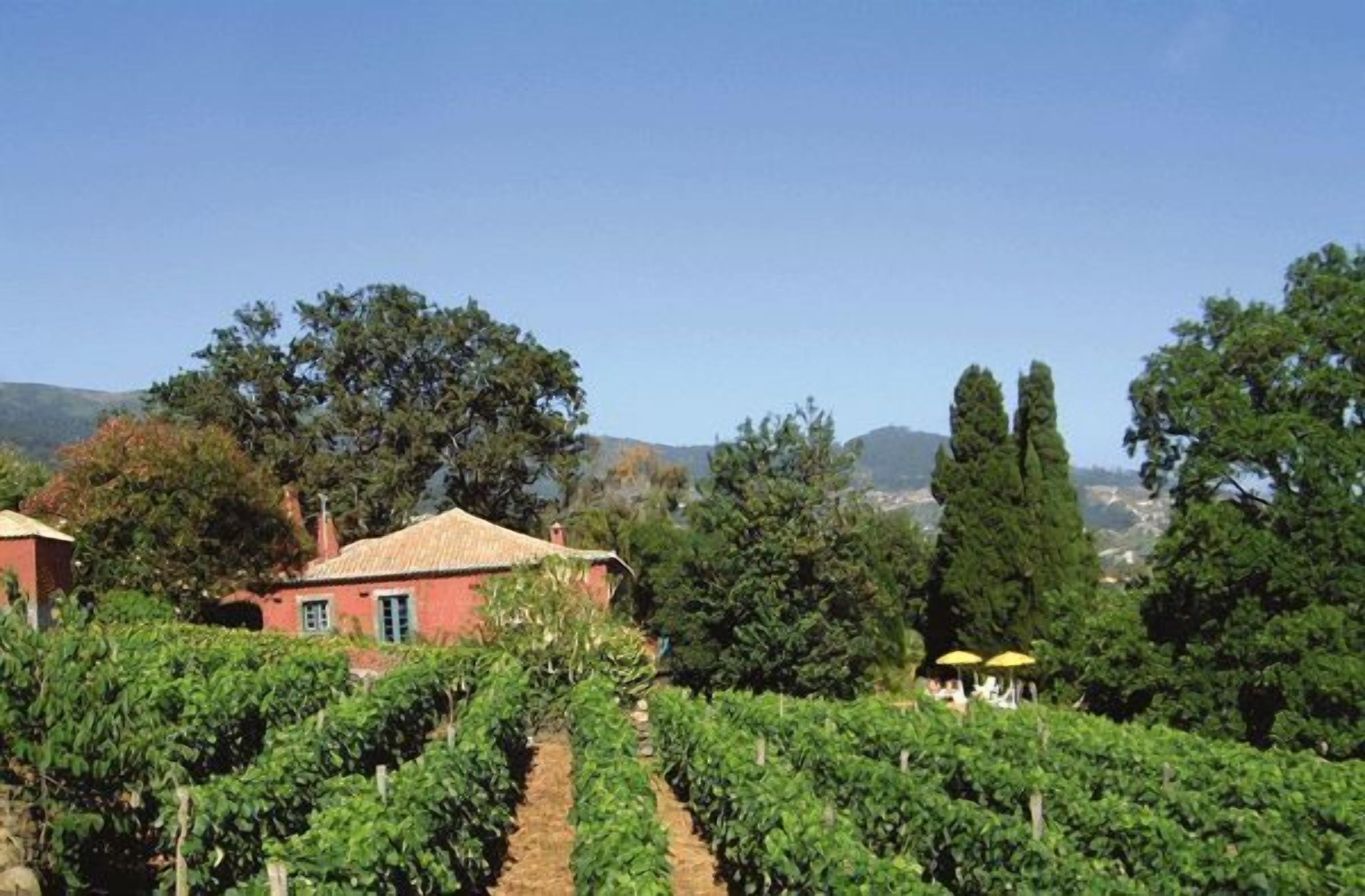 Un vignoble avec des rangées de vignes, un bâtiment rouge avec un toit en tuiles et un ciel bleu clair.
