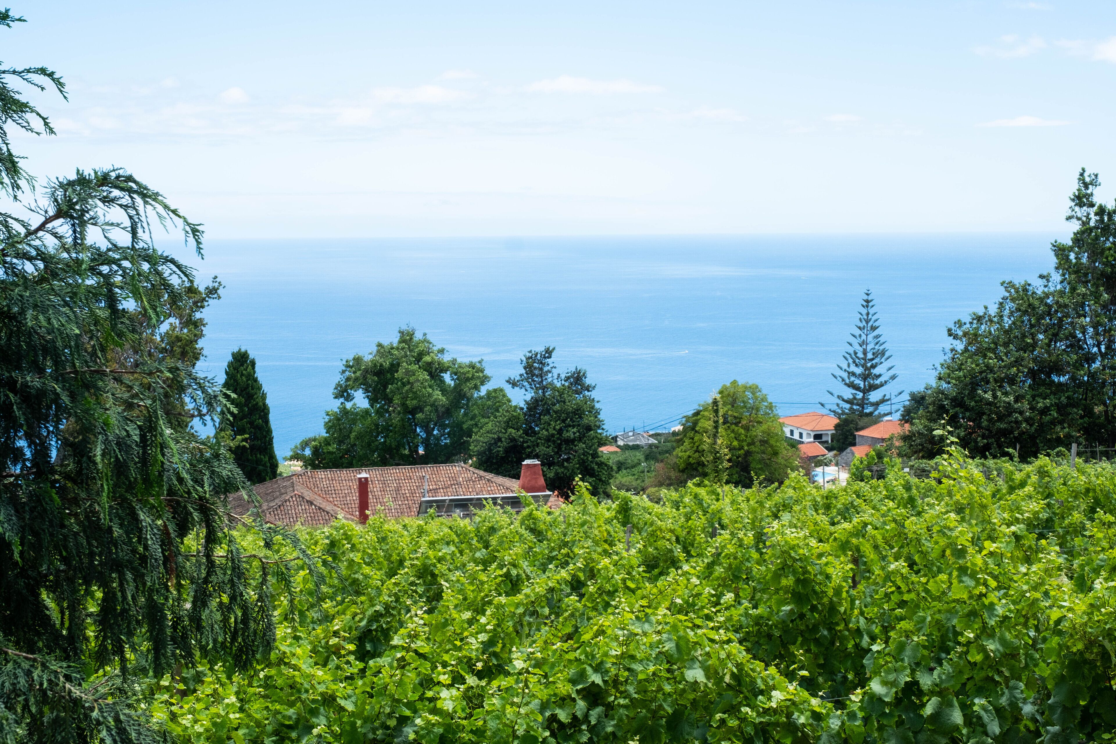 A vineyard with a view of the sea and houses in the background.