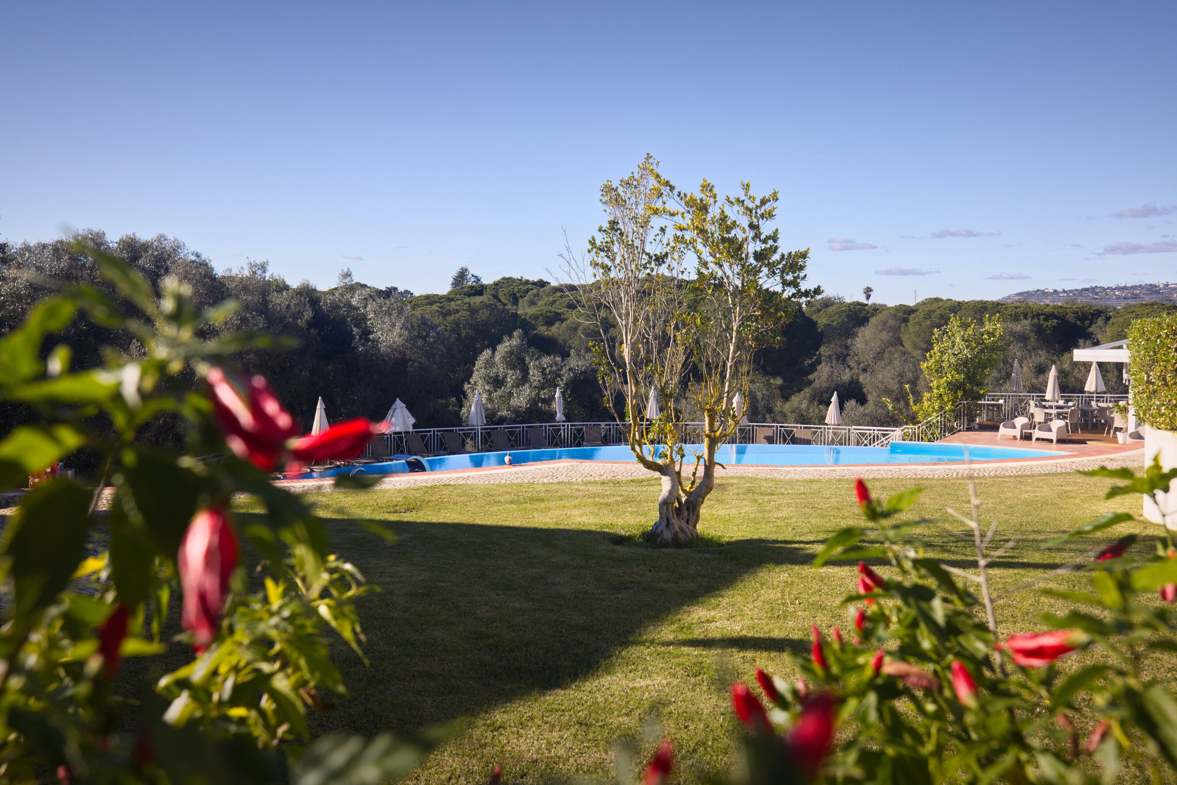 Un área de piscina bajo un cielo despejado, rodeada de vegetación y un árbol en primer plano.