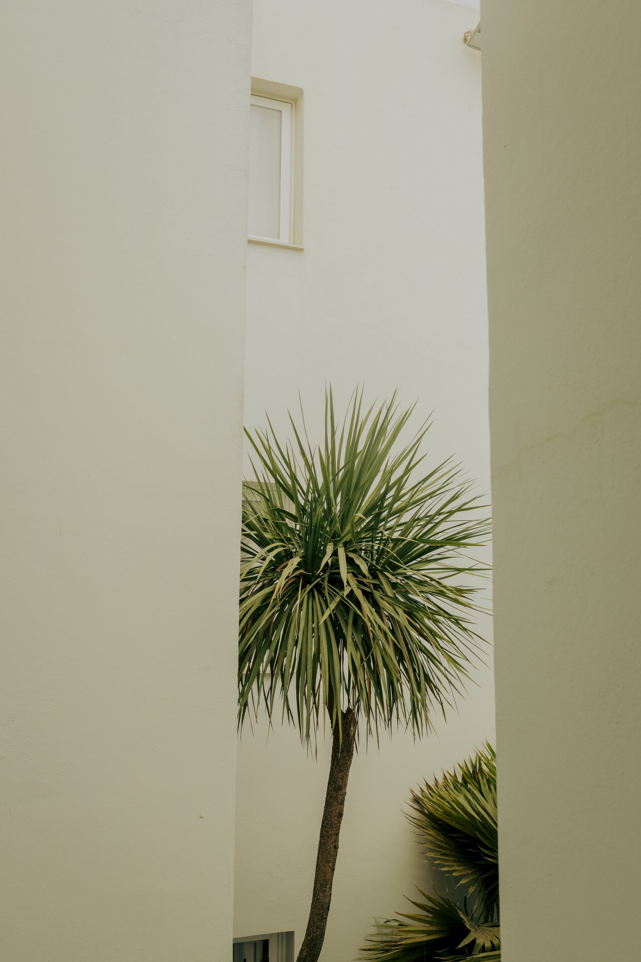 Una palmera alta en un patio estrecho con paredes blancas lisas y una ventana pequeña.
