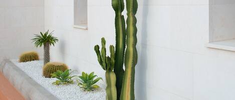 Un jardin de cactus avec un grand cactus, des cactus plus petits et des plantes succulentes, le tout sur fond de mur blanc.