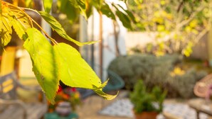 Un gros plan de feuilles vertes sur un arrière-plan flou d’un jardin.