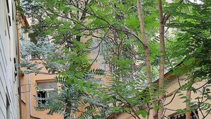 A narrow pathway flanked by trees and shrubs, leading to a building with a beige facade and barred windows. - Pension City Center (Prague)