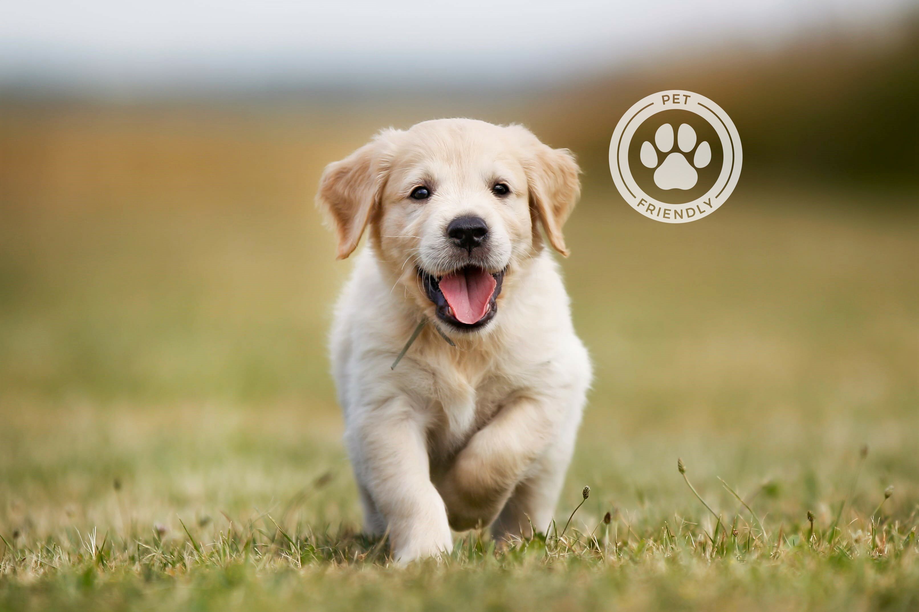 Un cachorro de golden retriever corriendo sobre un campo cubierto de hierba.