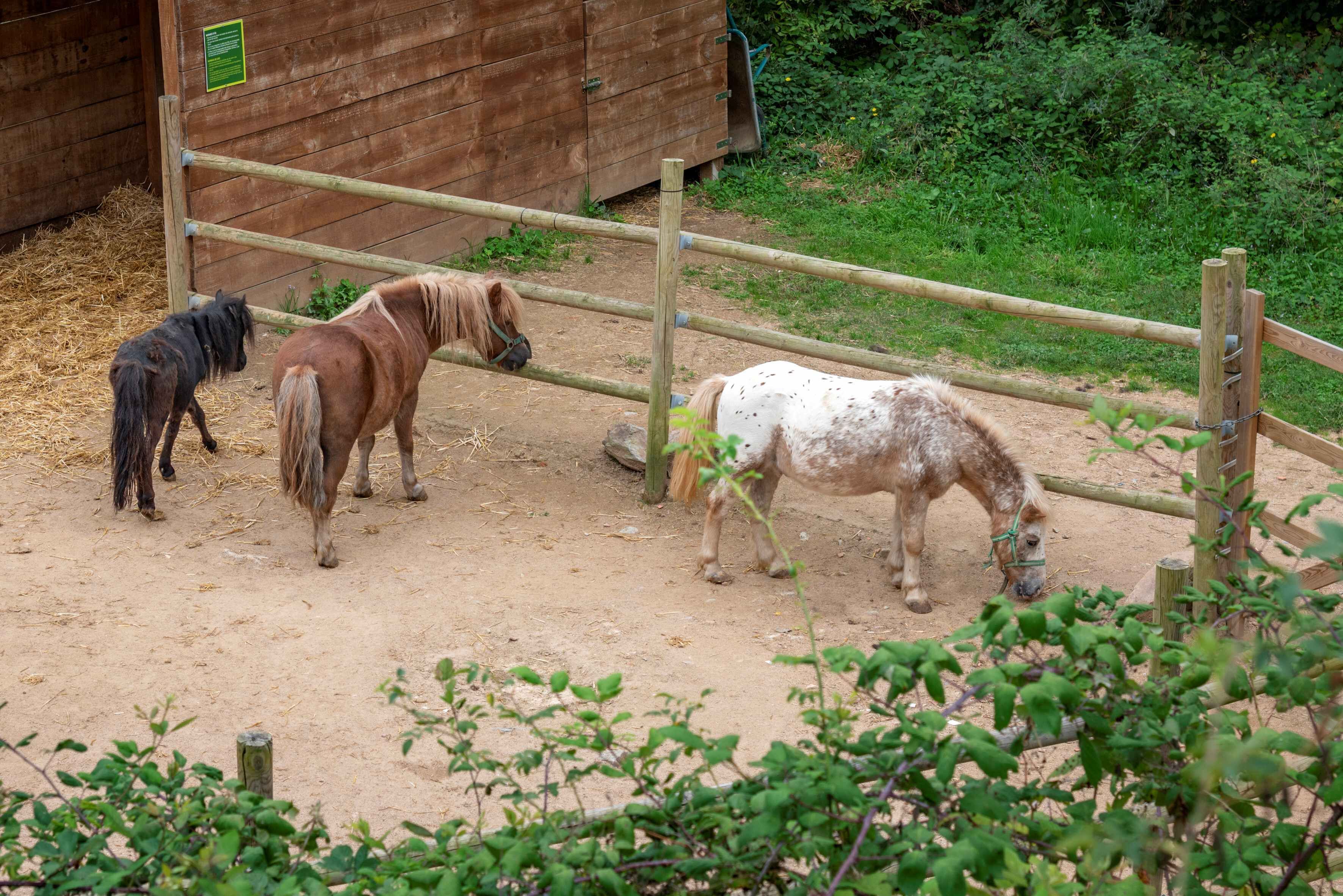 children’s activities