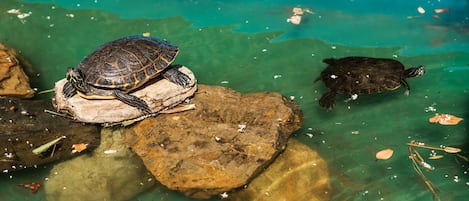 Una tortuga sobre una roca en agua cristalina.