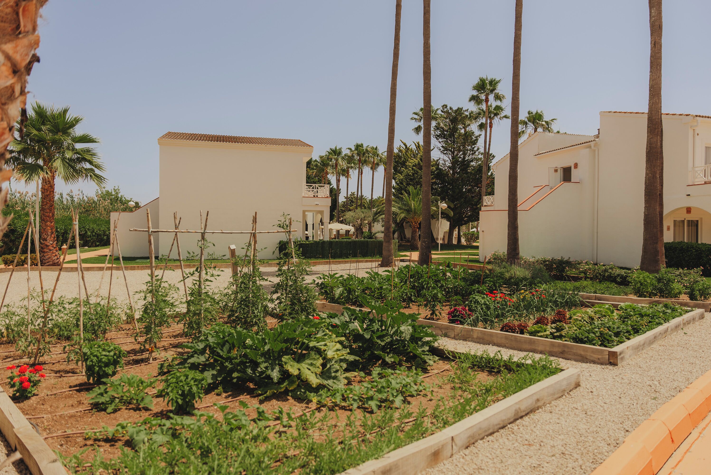 A garden with raised beds, palm trees, and a building with a tiled roof.