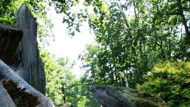 Área natural ao ar livre com pedras grandes, musgo e diversas plantas.