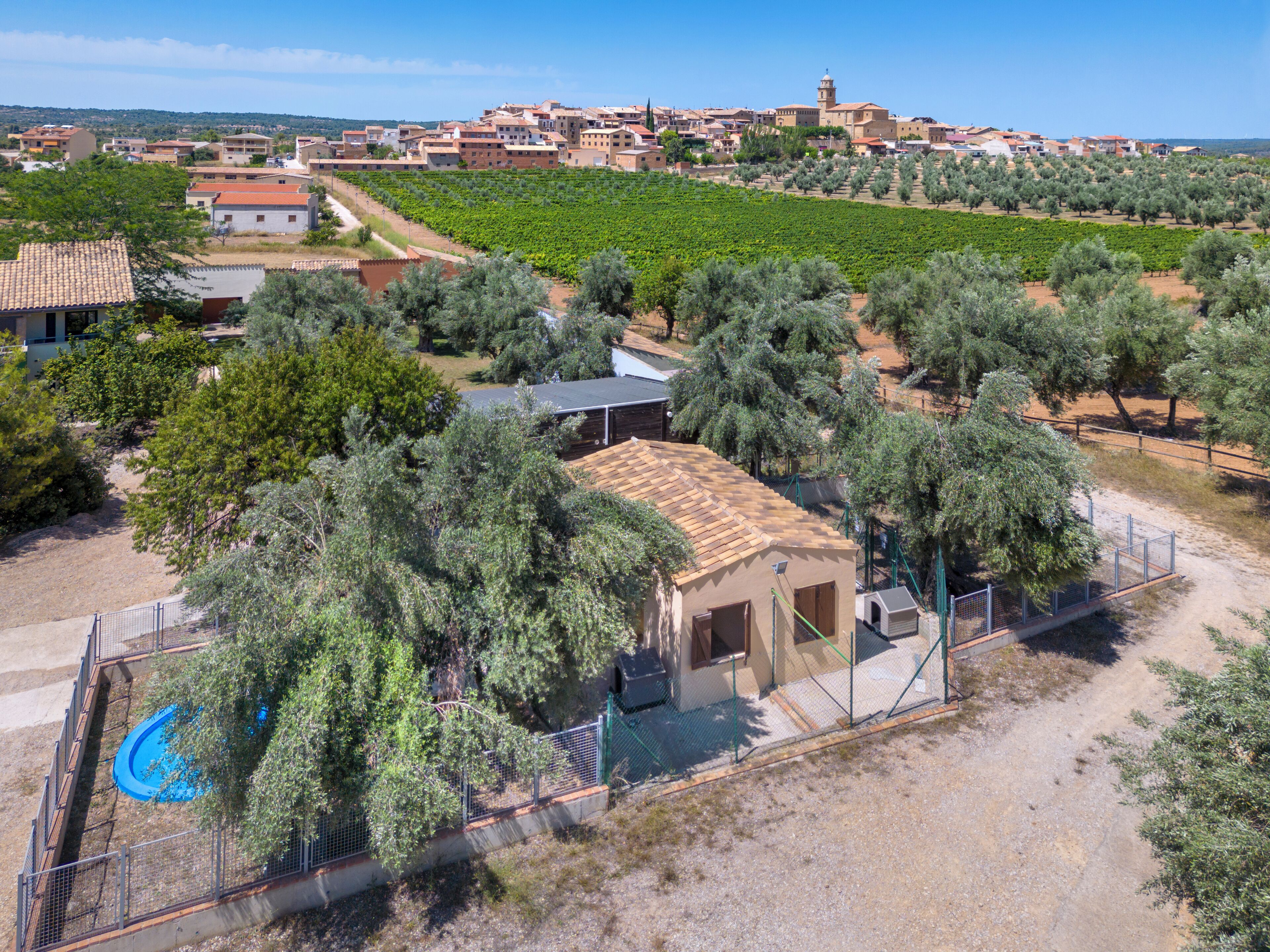 A rural property with a vineyard, olive trees, and a small building with a tiled roof.
