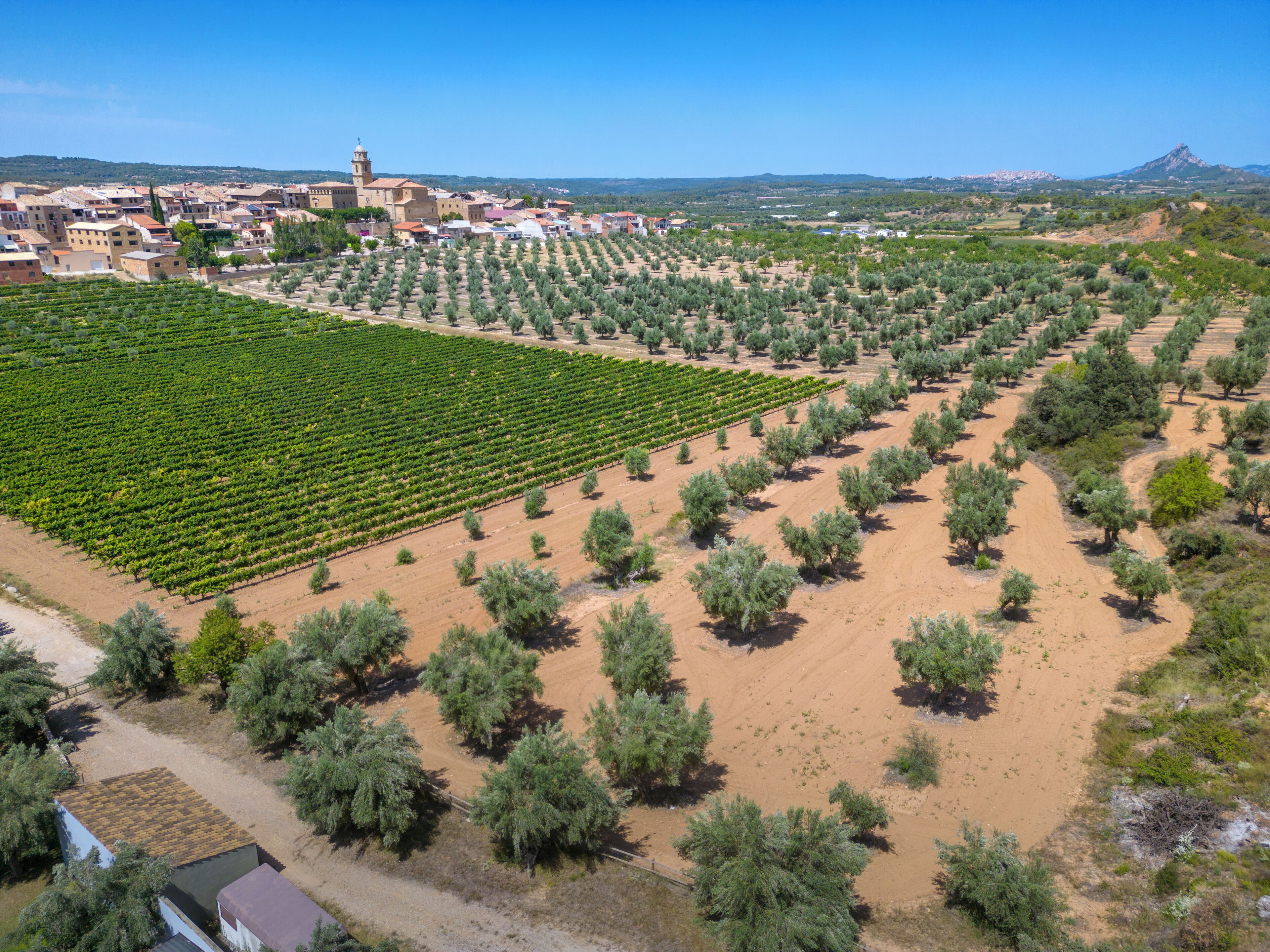 Vista aérea de un viñedo con hileras de vides y olivos dispersos.