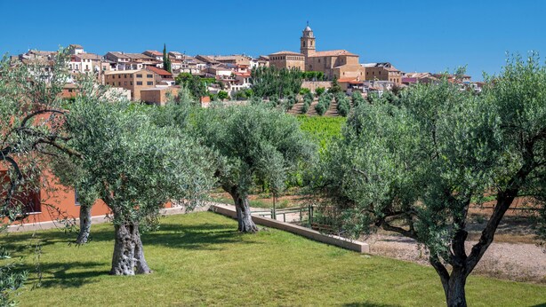 Un pueblo con olivos en un parque, un edificio destacado con una torre y casas al fondo.