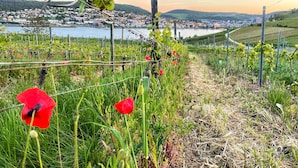 A vineyard with rows of grapevines, a path, and a distant view of a town and hills. - Altdeutsche Weinstube (Ruedesheim am Rhein)