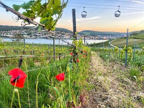 Land view from property - Altdeutsche Weinstube (Ruedesheim am Rhein)