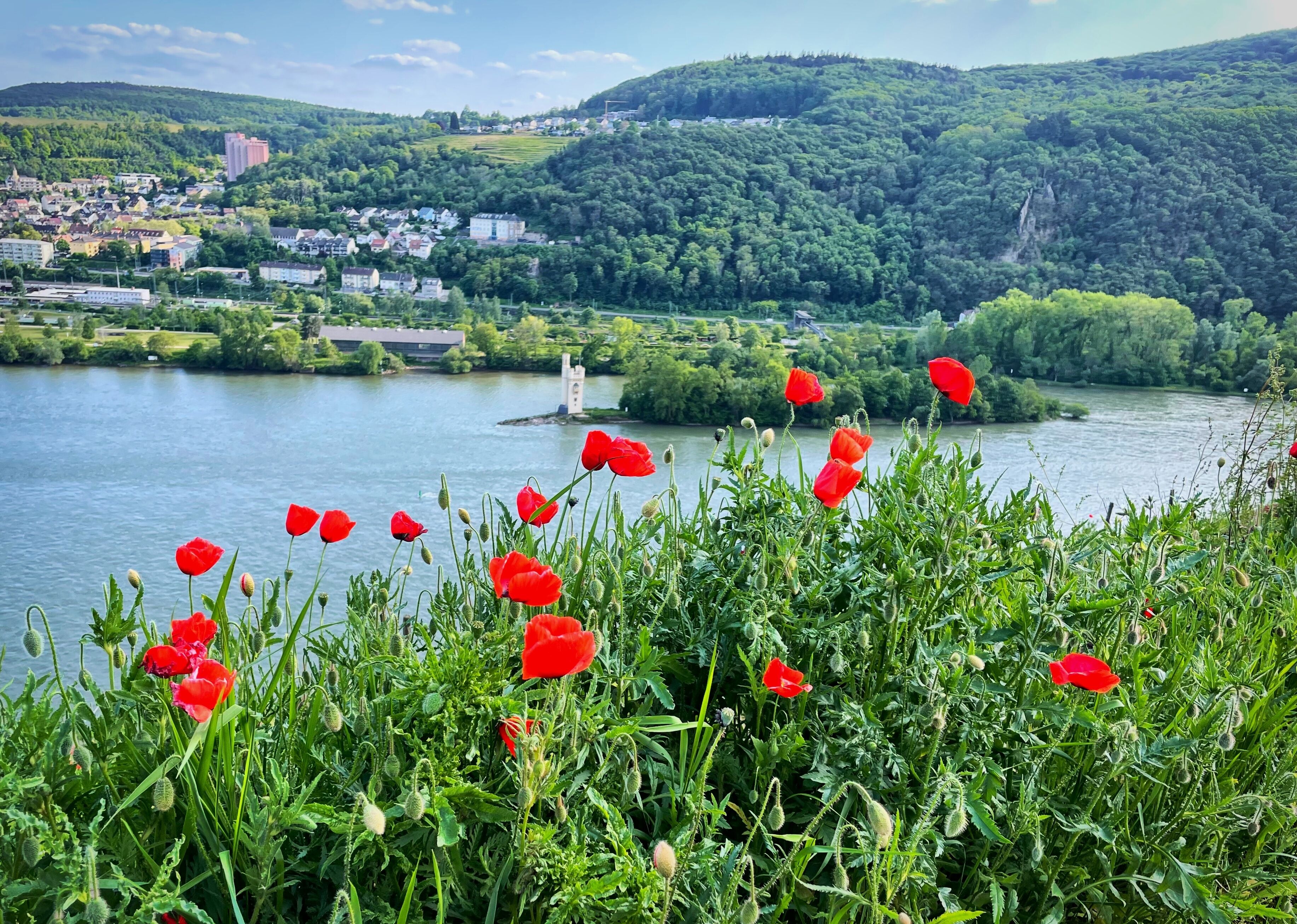 A river with a town in the background and a field of red poppies in the foreground.