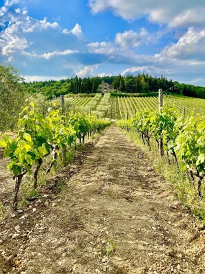 A vineyard with rows of grapevines leading to a building in the distance.