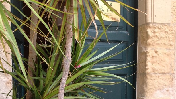 A palm tree in front of a green door with a sign above it. - La Corte Bed & Breakfast (Lecce)