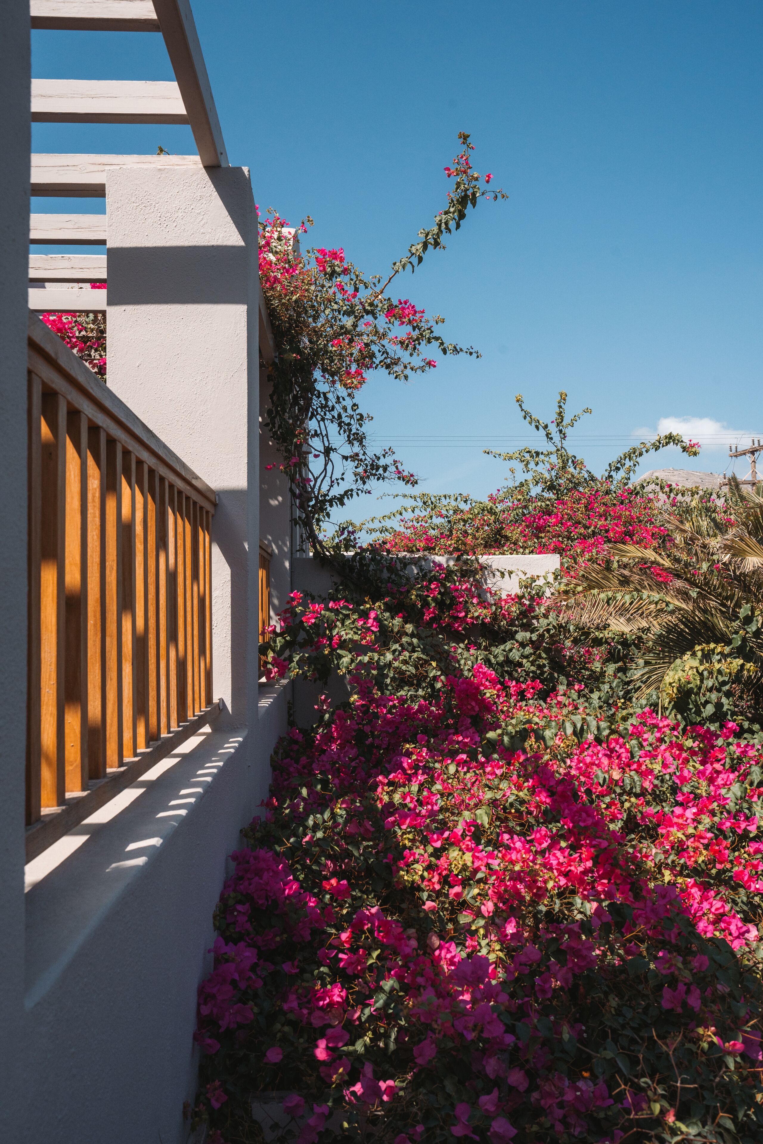 A white building with a wooden balcony, surrounded by pink bougainvillea plants.
