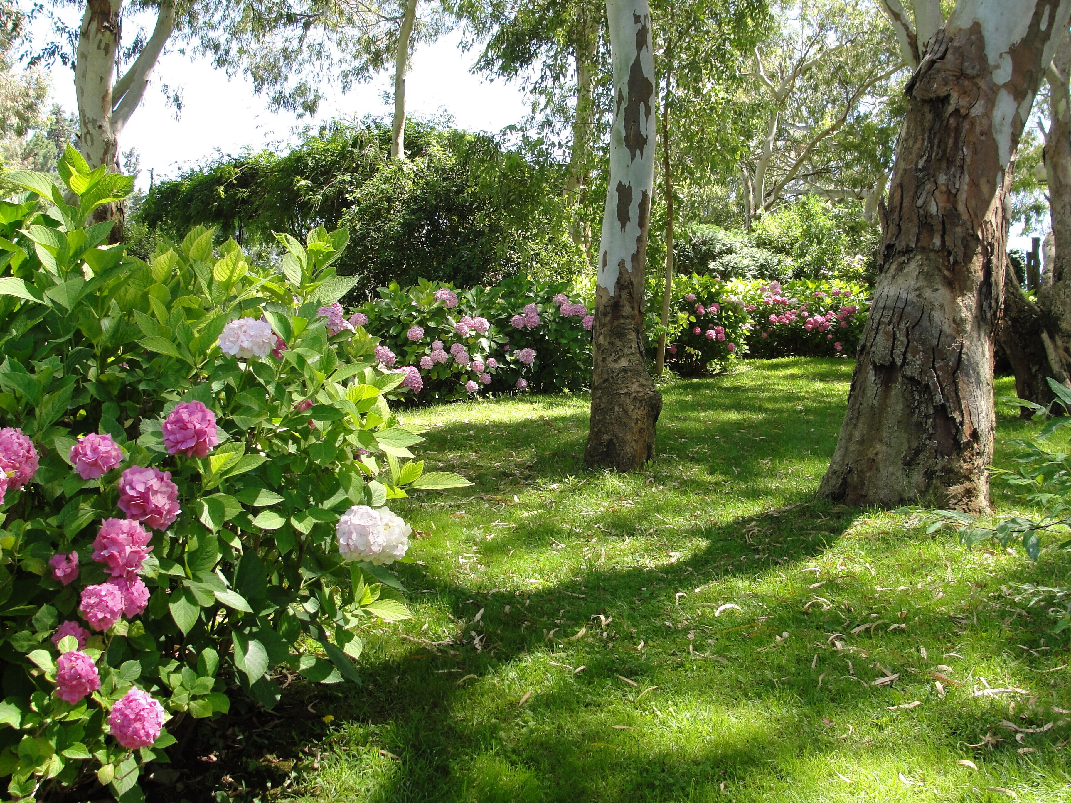 Un jardín con flores rosas y césped verde.