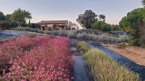 Property grounds - Quinta do Mel (Albufeira)