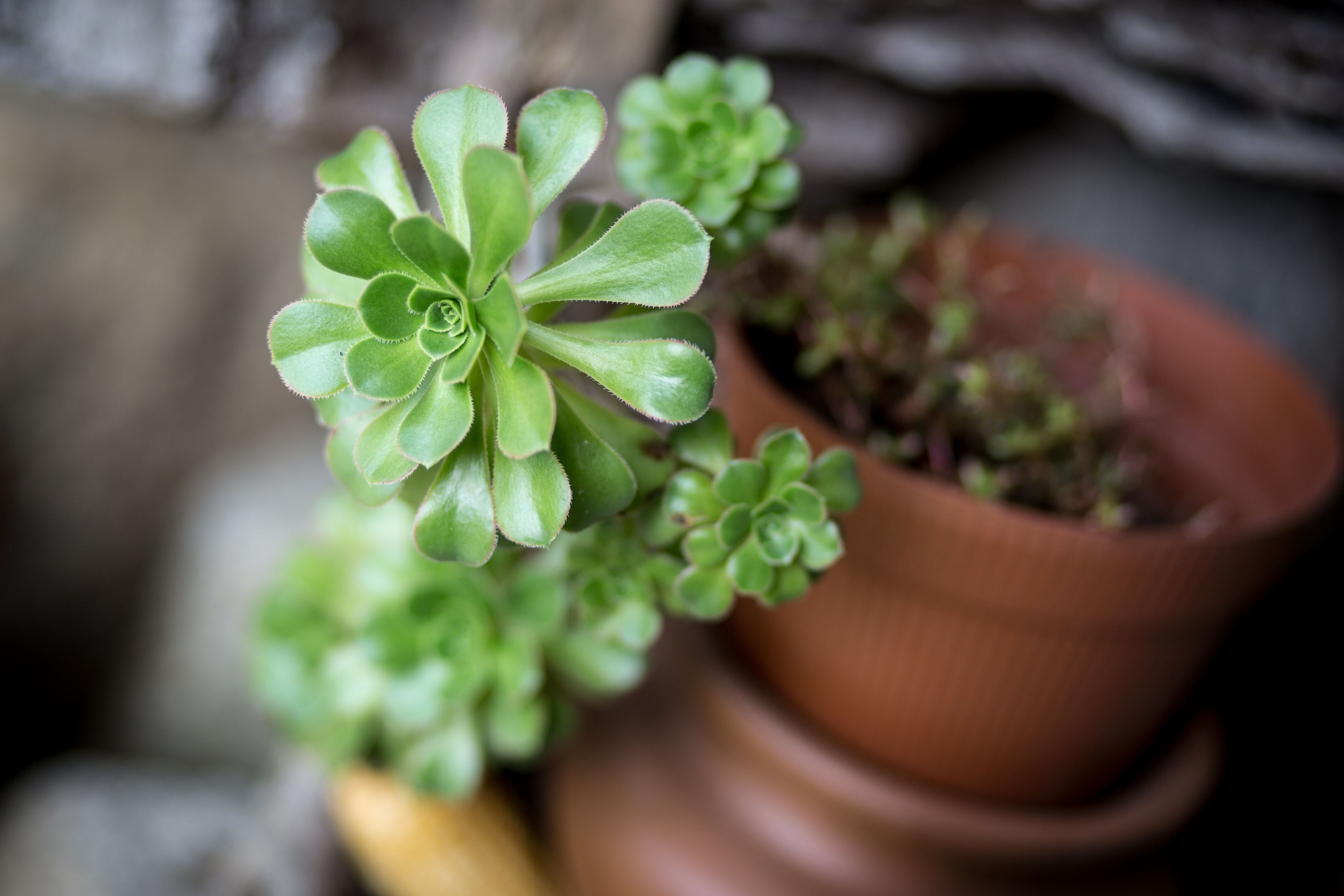A close-up of a succulent plant with a textured pot.