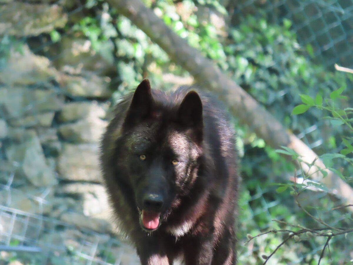 A large, dark-colored dog with a thick fur coat standing in a natural, outdoor setting with greenery and a stone wall in the background.