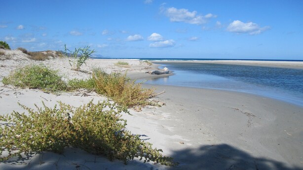 A beach with clear skies, calm water, and sparse vegetation. - Hotel VelaSole (Siniscola)