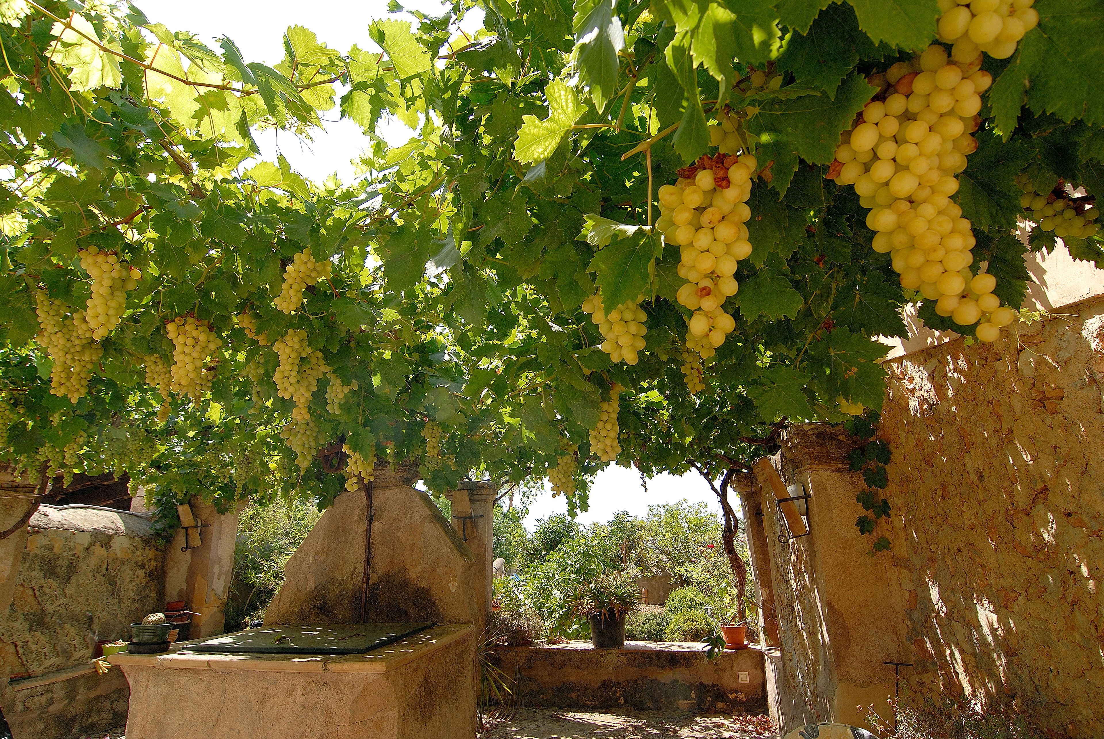 Foto - Hotel Son Trobat Wellness & Spa