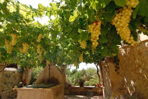 A vineyard with grapevines bearing clusters of yellow grapes, stone walls, and potted plants. - Hotel Son Trobat Wellness & Spa (Sant Llorenc des Cardassar)