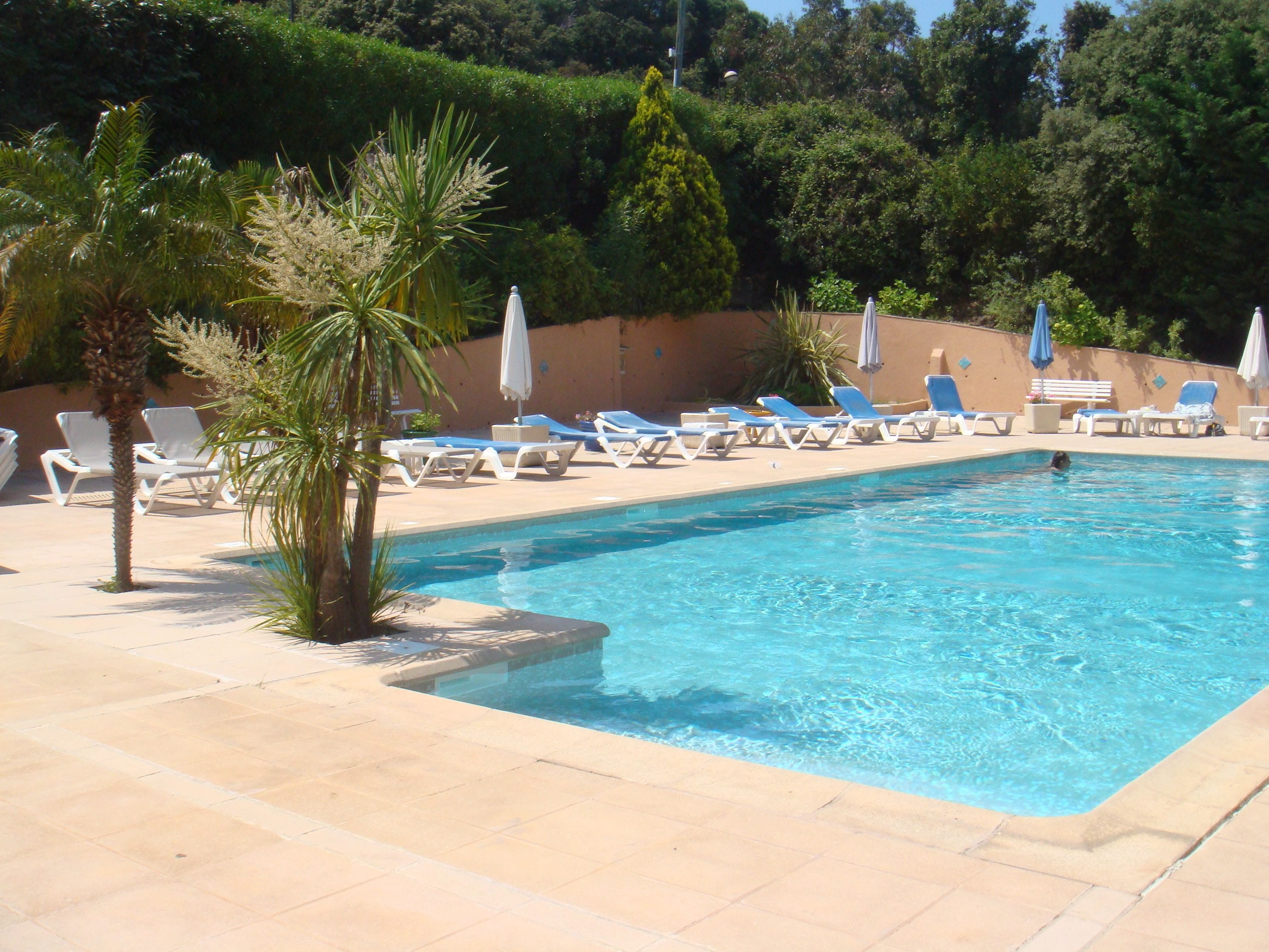 A swimming pool with lounge chairs and umbrellas, surrounded by palm trees and hedges.