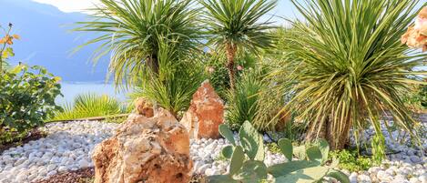 A garden with rocks, cacti, and palm plants.