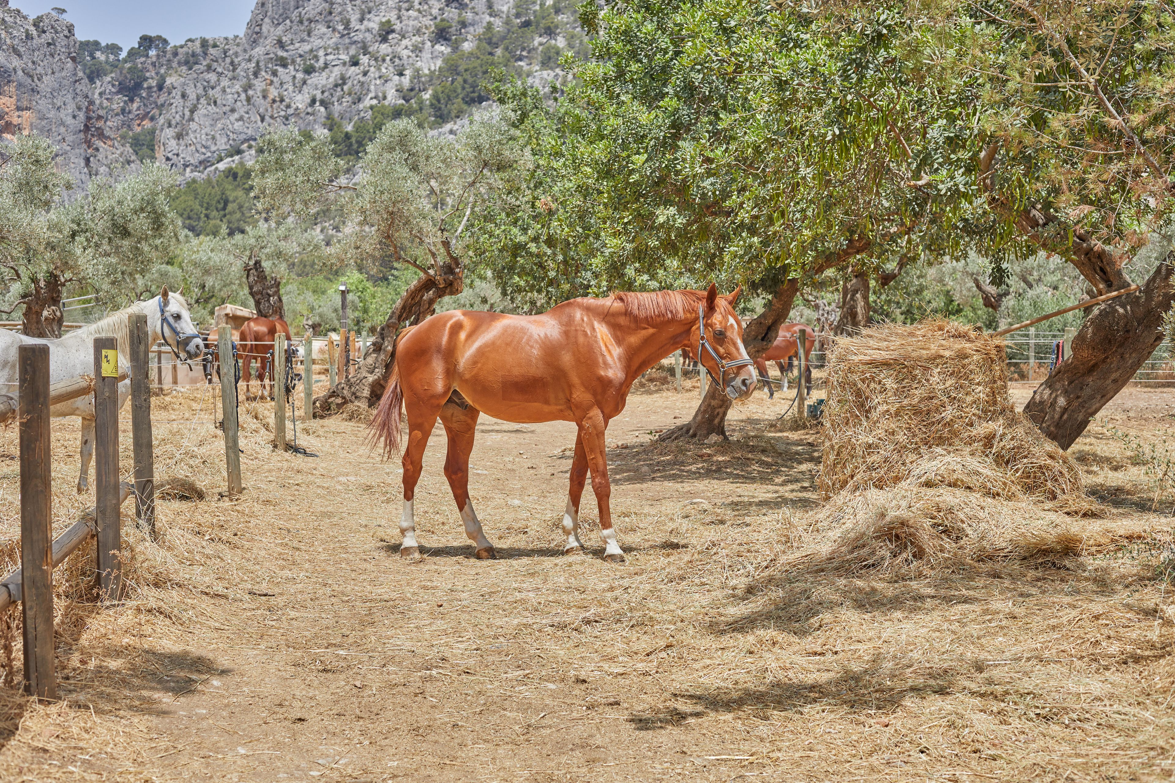 Un establo con caballos y una valla de madera rústica.
