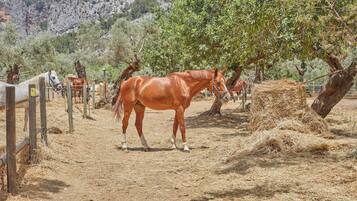 A stable with horses and a rustic wooden fence.
