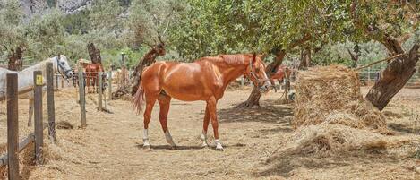 Un establo con caballos y una valla de madera rústica.
