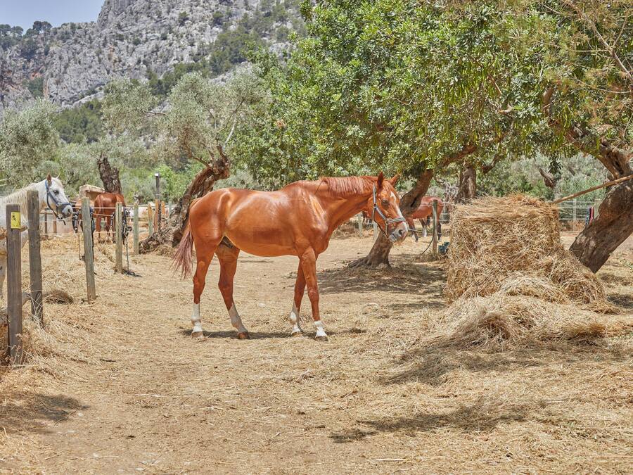 A stable with horses and a rustic wooden fence.