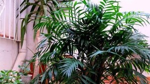 Une plante en pot, placée dans un grand pot rustique sur une terrasse carrelée.