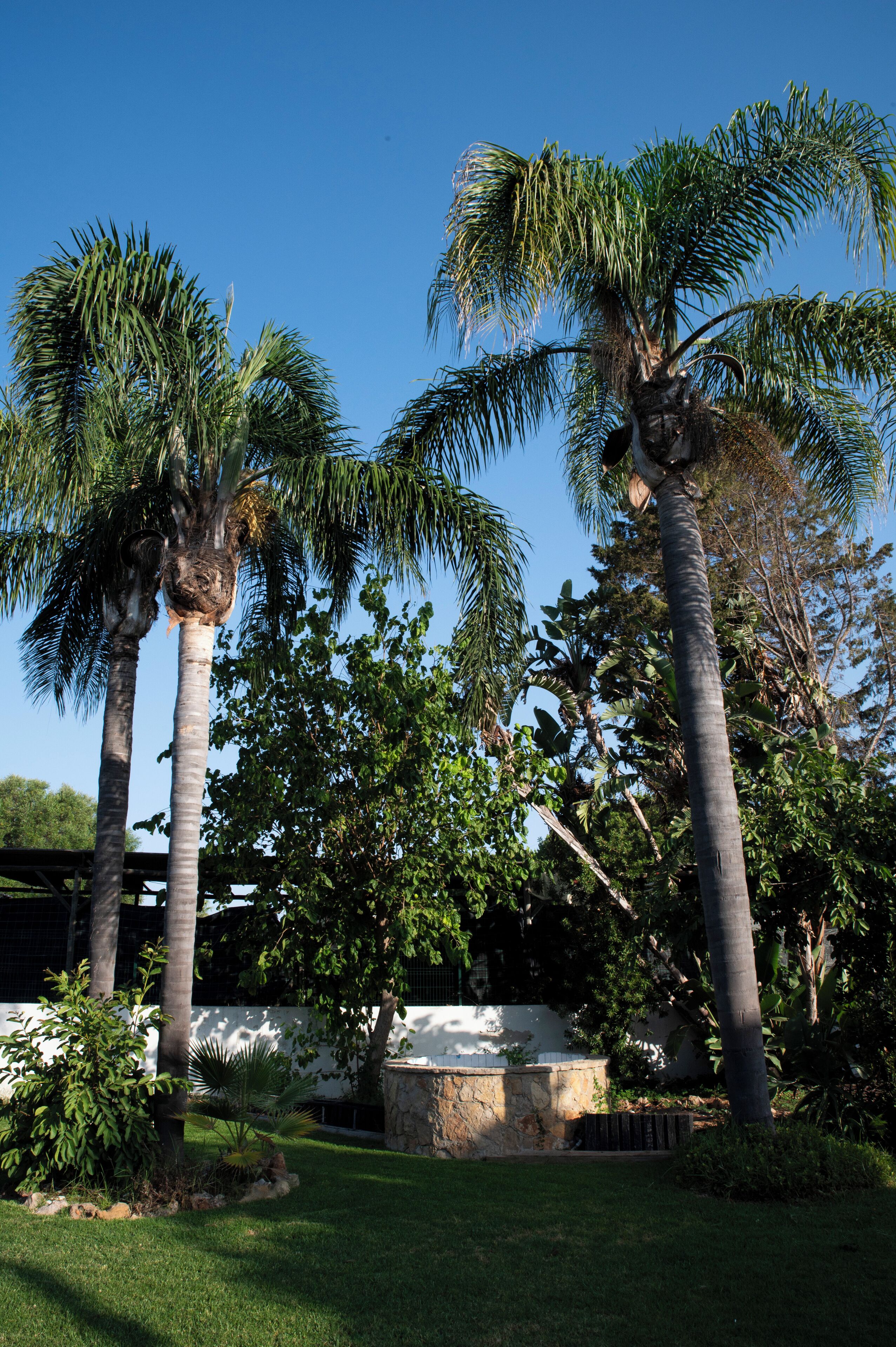 A garden with tall palm trees and a stone structure.