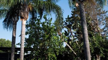 A garden with tall palm trees and a stone structure.
