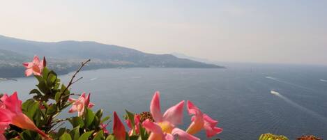 A coastal view with mountains in the background and pink flowers in the foreground.