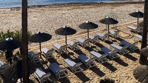 Una playa con filas de tumbonas y sombrillas, un mar tranquilo con veleros y palmeras.