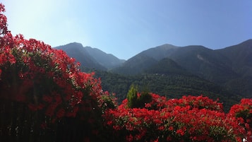 Un paisaje montañoso con flores rojas en primer plano y un cielo despejado.