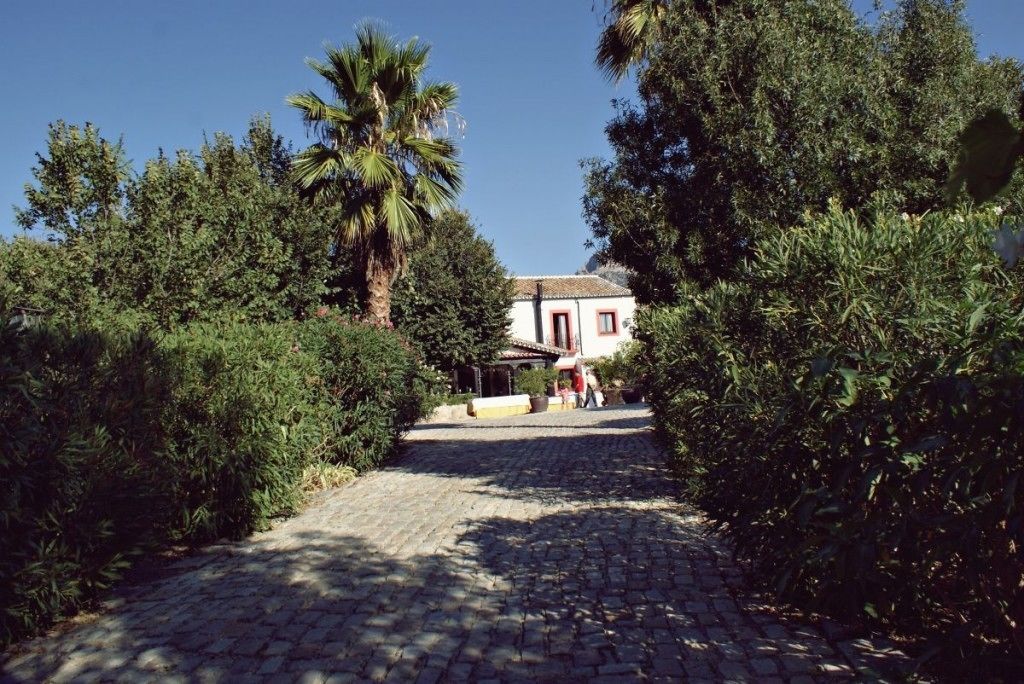 A cobblestone path leading to a building surrounded by dense greenery and a palm tree.