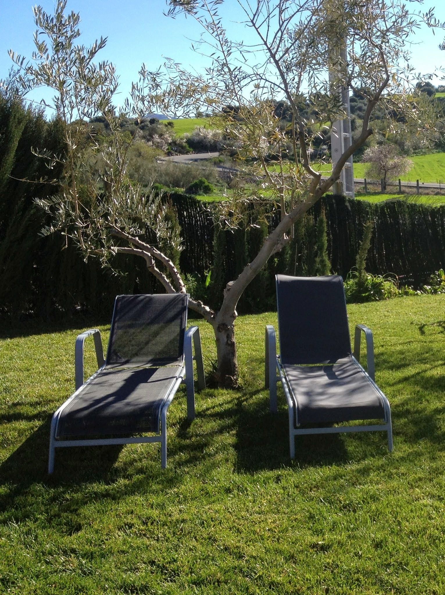 Two lounge chairs in a grassy outdoor area with a tree and a hedge in the background.