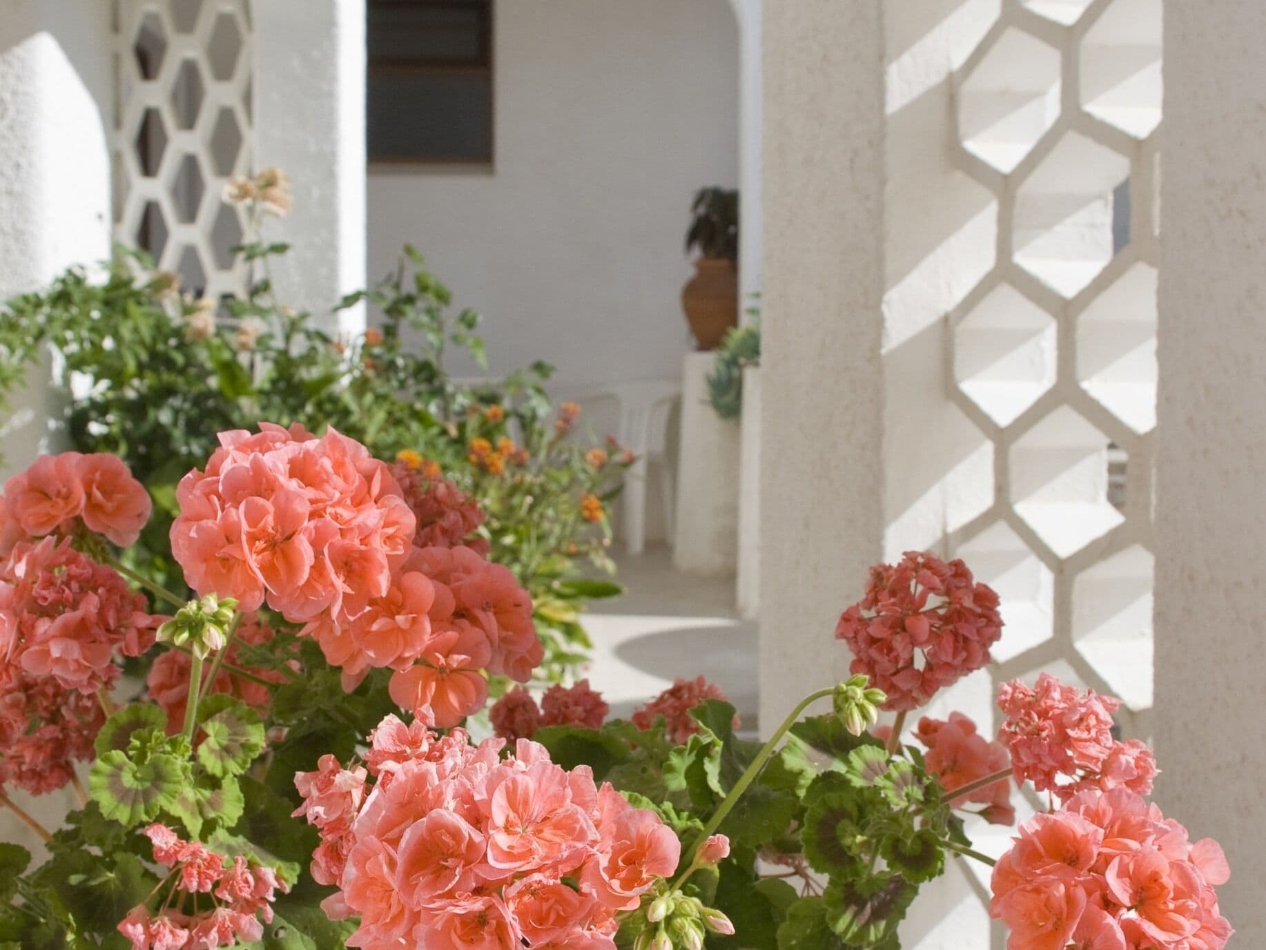 Um jardim com flores cor-de-rosa e uma estrutura de treliça branca.
