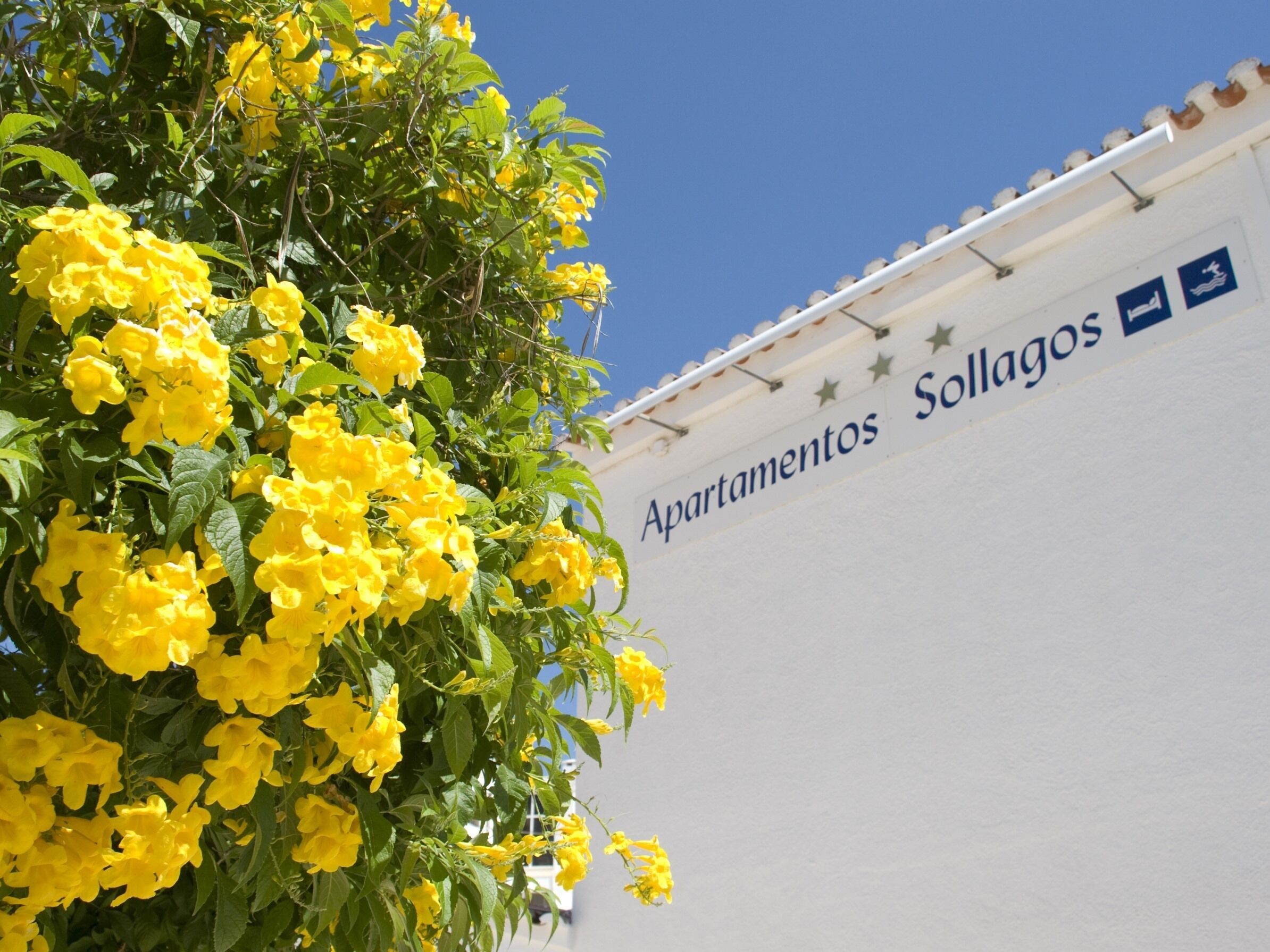 A building with a sign reading "Apartamentos Sollagos" and a tree with yellow flowers in front.