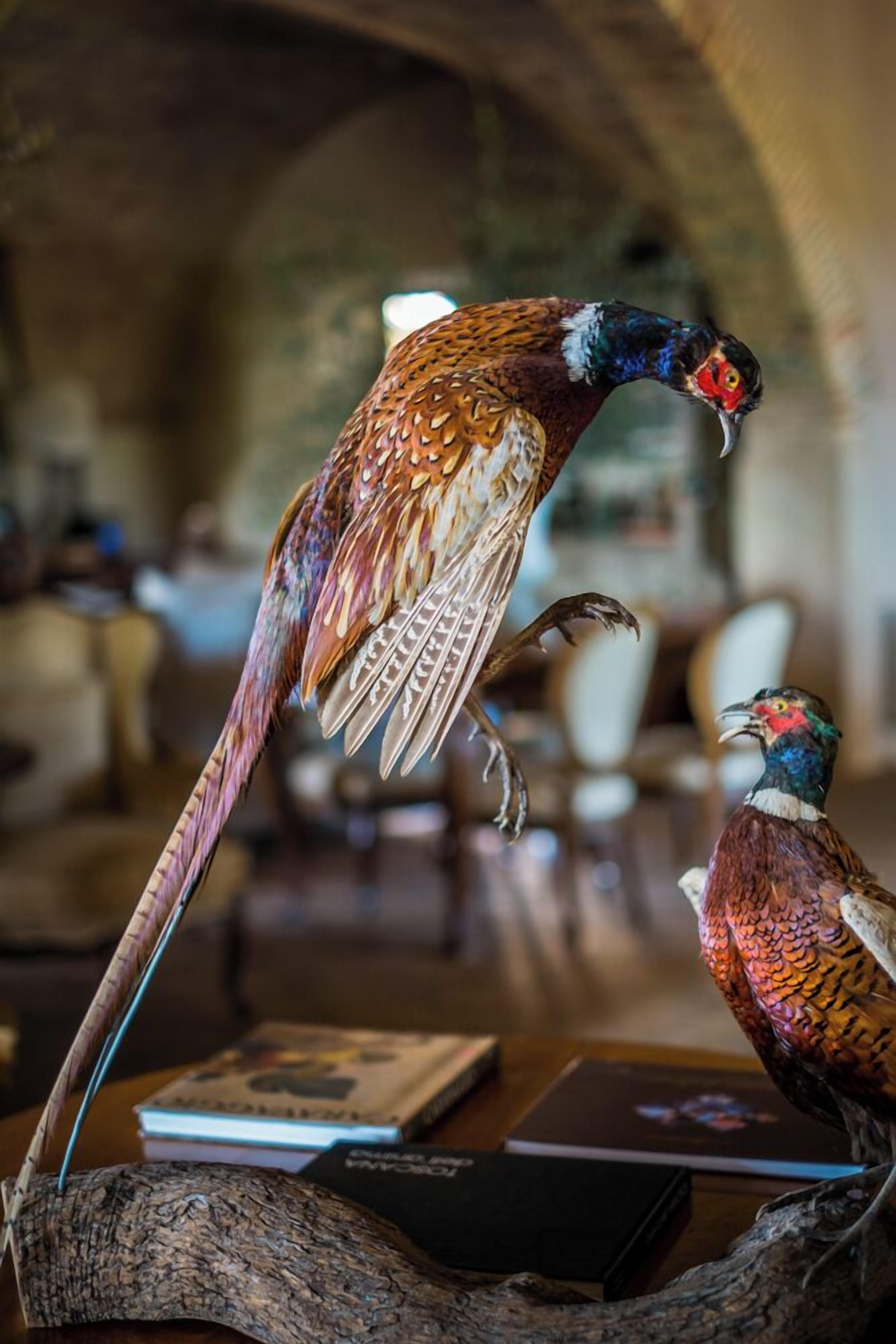 A bird of prey mounted on a wooden stand with books underneath.
