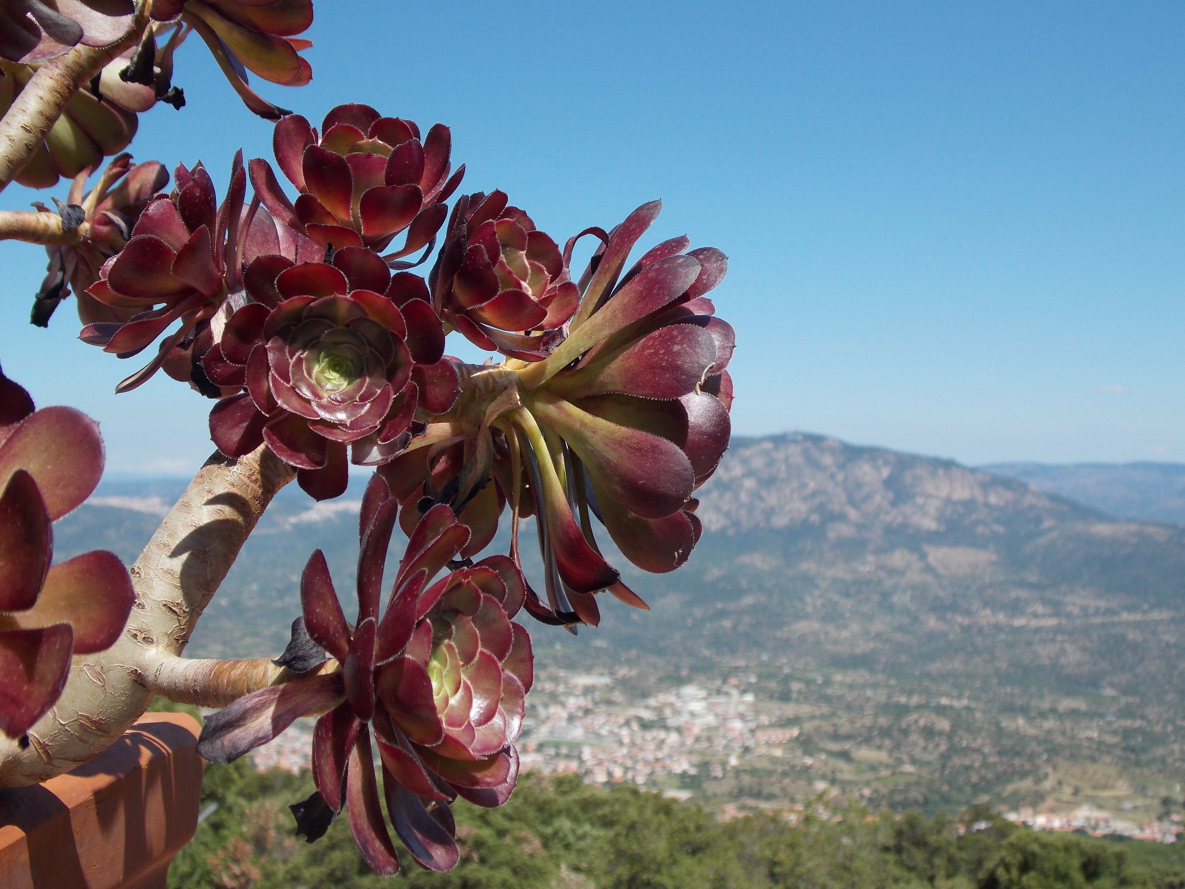 Uma planta suculenta com uma paisagem montanhosa ao fundo.