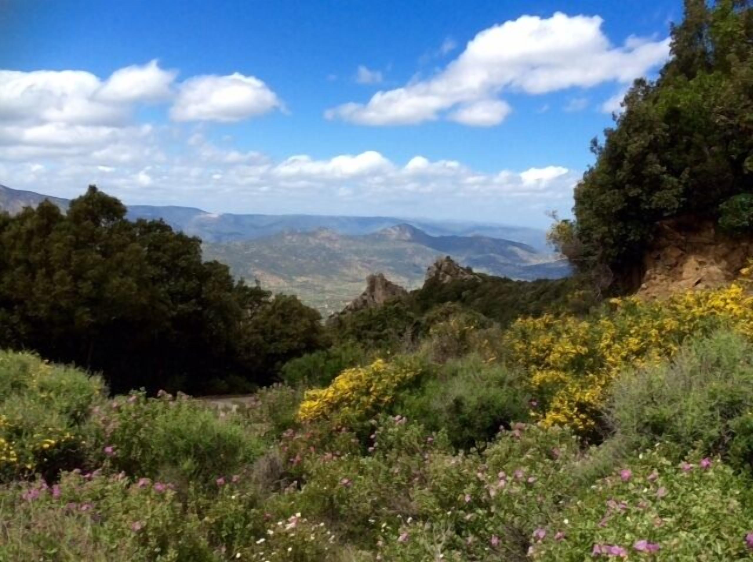 A mountainous landscape with dense greenery and yellow wildflowers.