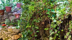 Un muro de piedra parcialmente cubierto de hiedra verde.